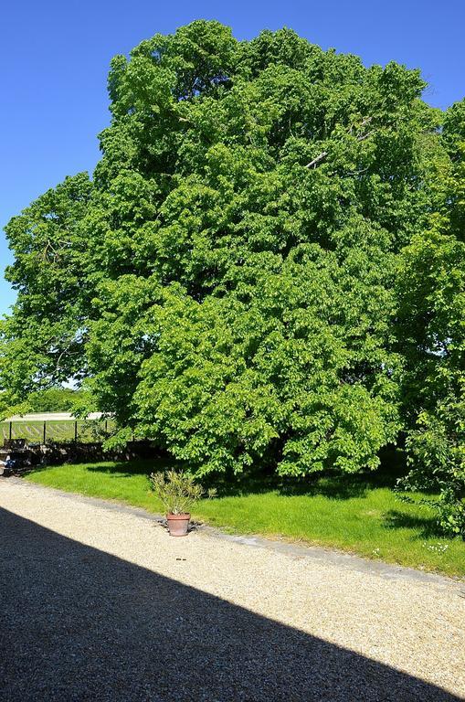 Le Vieux Noyer Bed & Breakfast Saint-Maurice-de-Tavernole Exterior photo